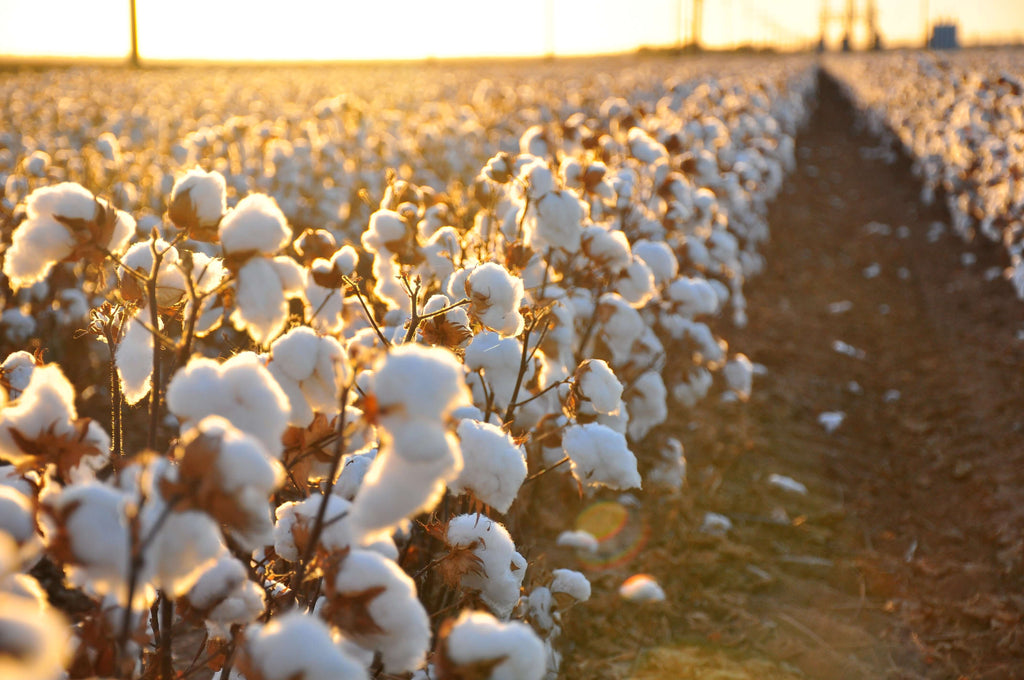 Cotton Field in Turkey with the sun setting at the back
